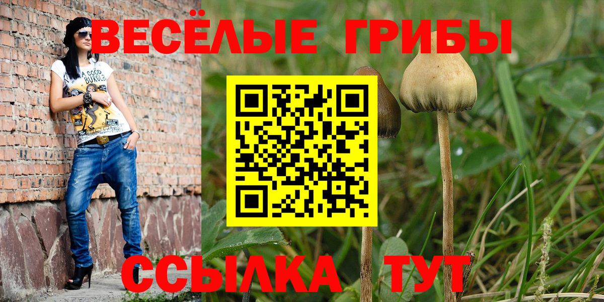 Галлюциногенные грибы Psilocybe Тара