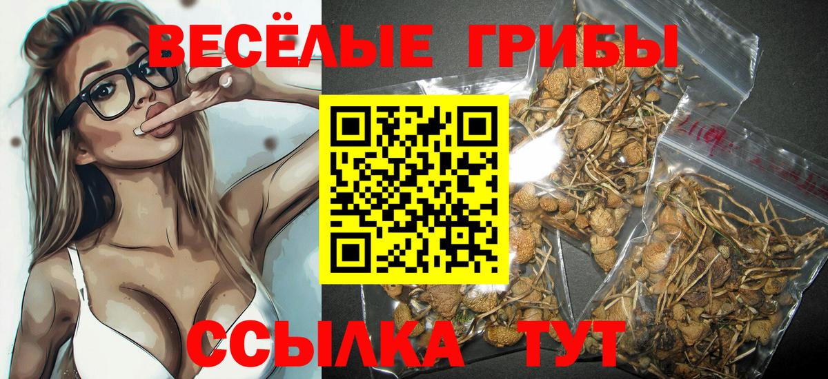 Псилоцибиновые грибы Psilocybe  Тара 